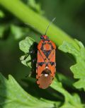 Spilostethus pandurus